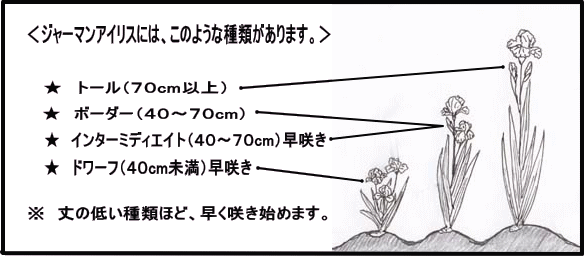 ジヤーマンアイリスについて 特徴 栽培方法